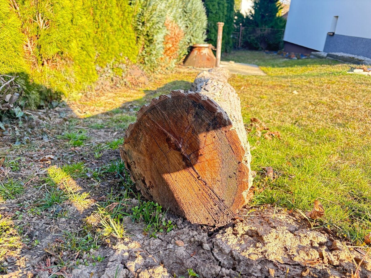Drevo orech na ďalšie spracovanie