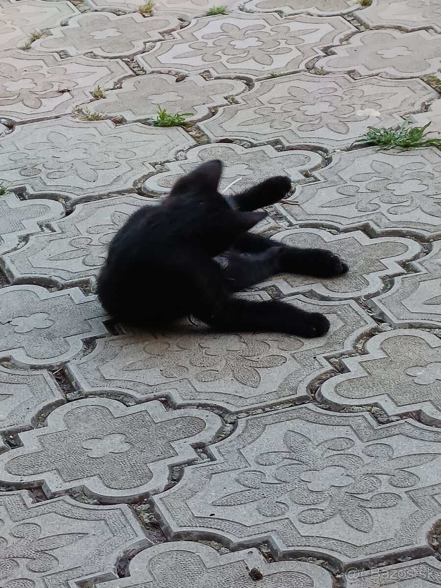 Darujem mačiatka