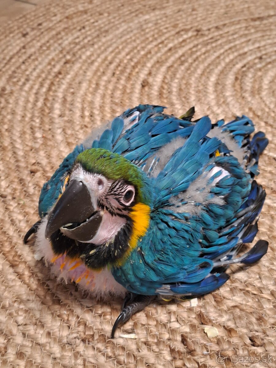 Ara ararauna