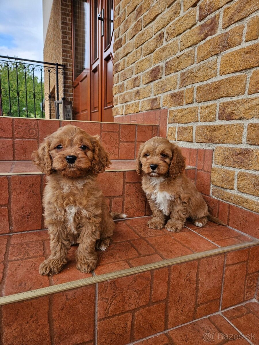Cavapoo
