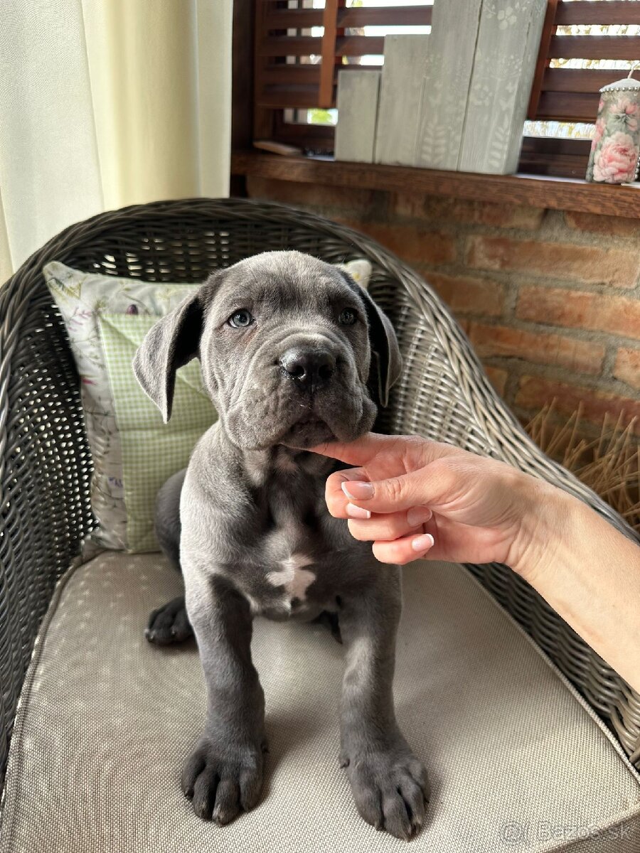 CANE CORSO