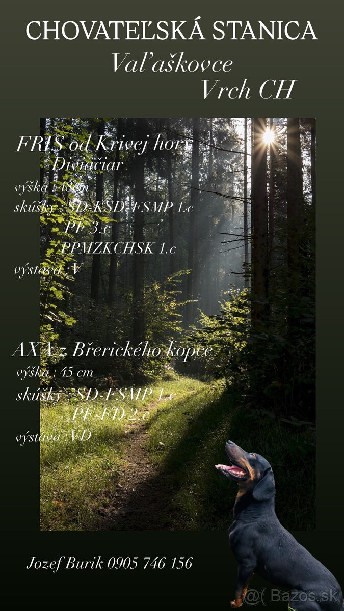 Slovenský kopov s PP