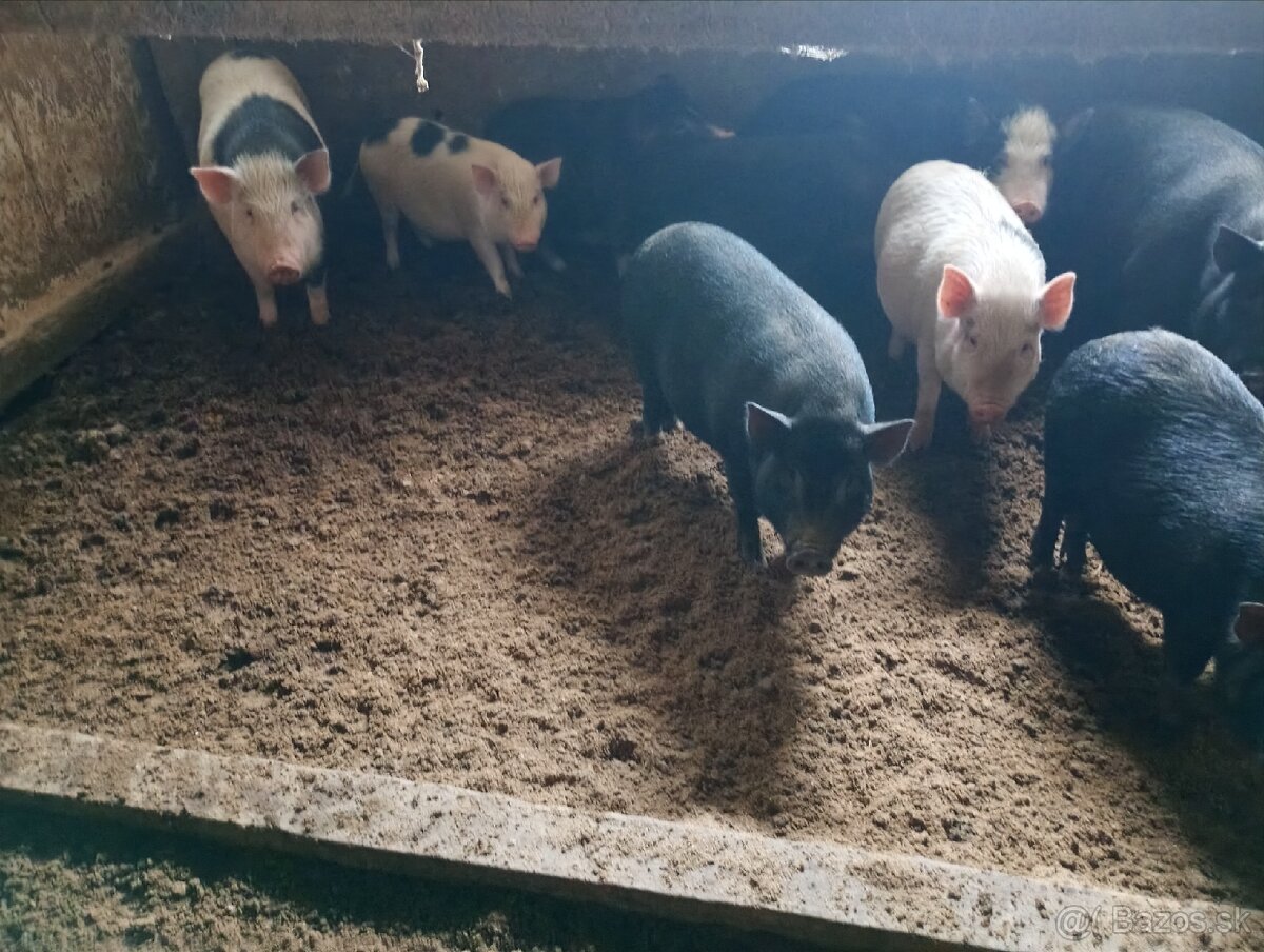 Vietnamské odstavčatá