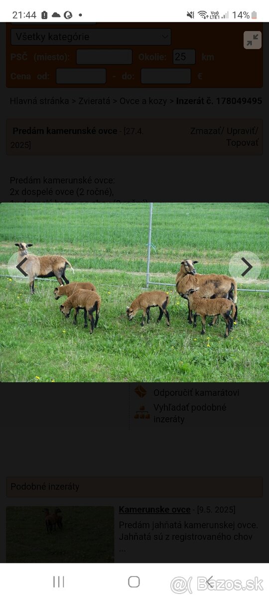 Kupim kamerunske ovečky