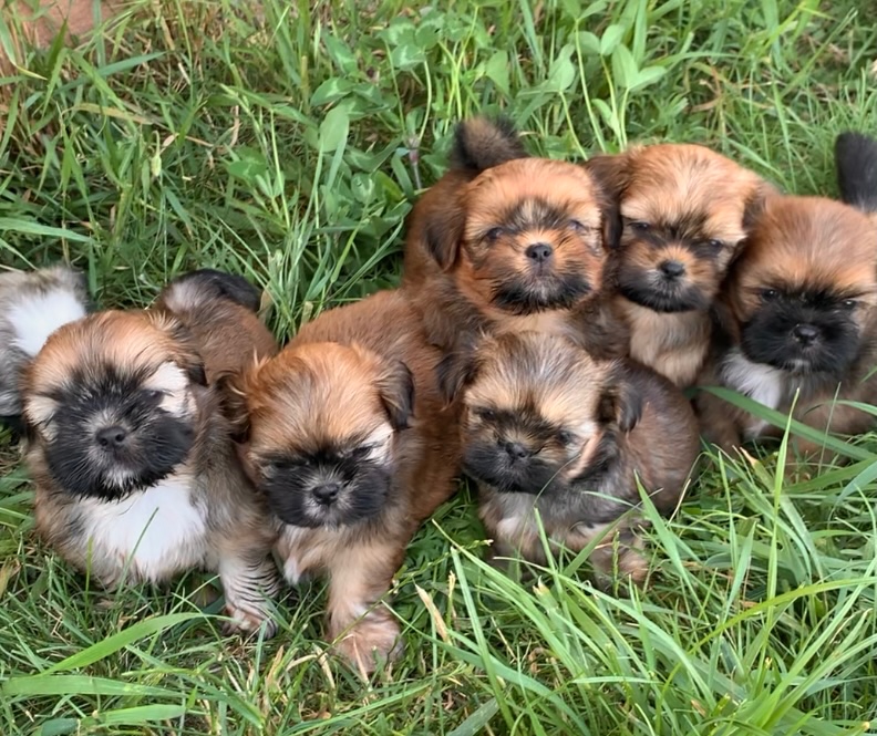 Krásne šteniatka Shih Tzu, FCI