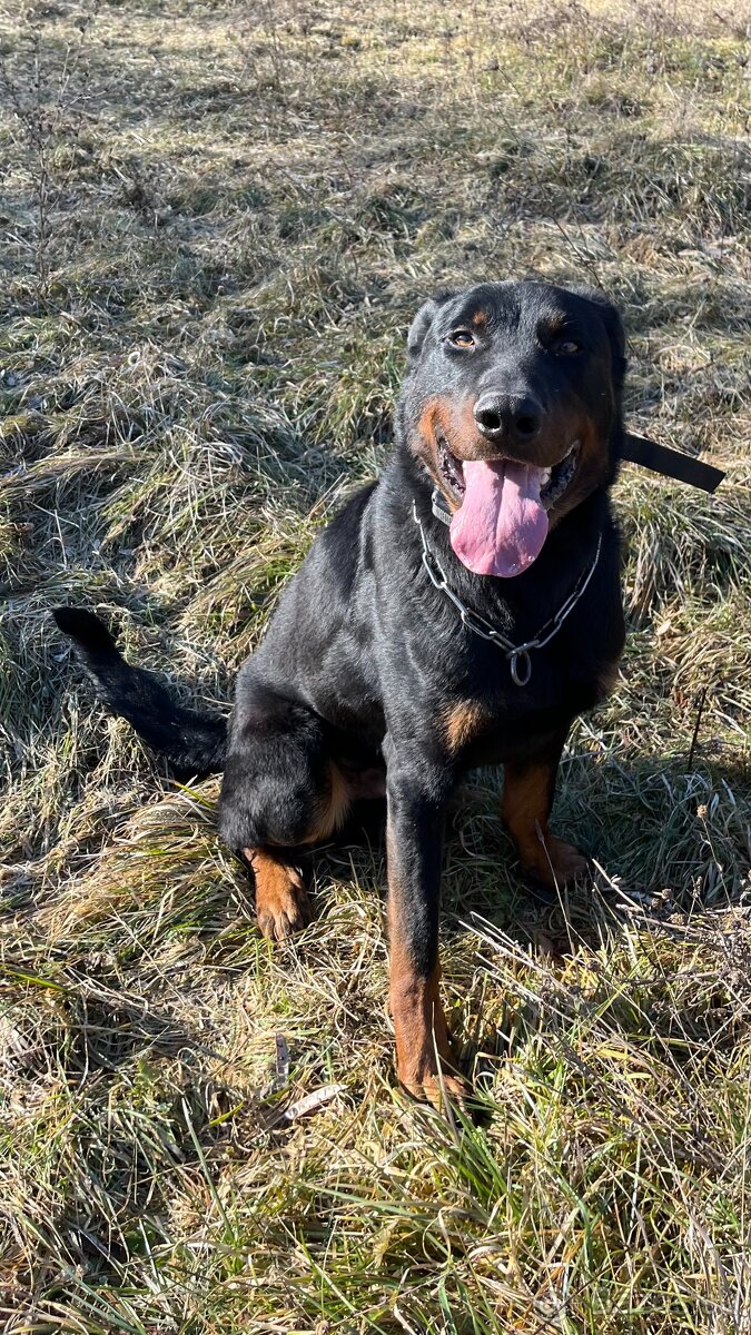 Beauceron Archi