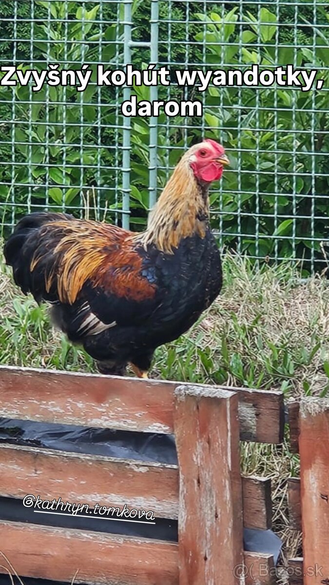 Kohut