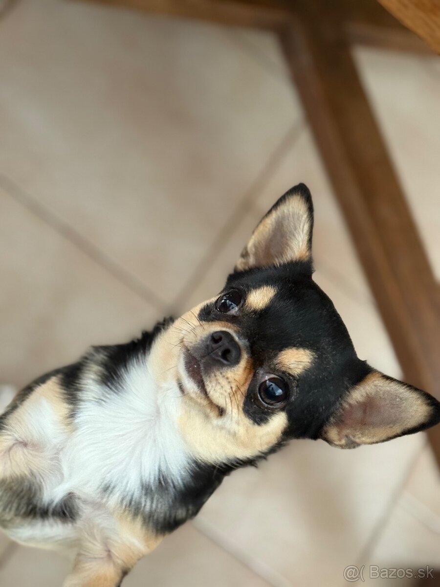 Mini čivava