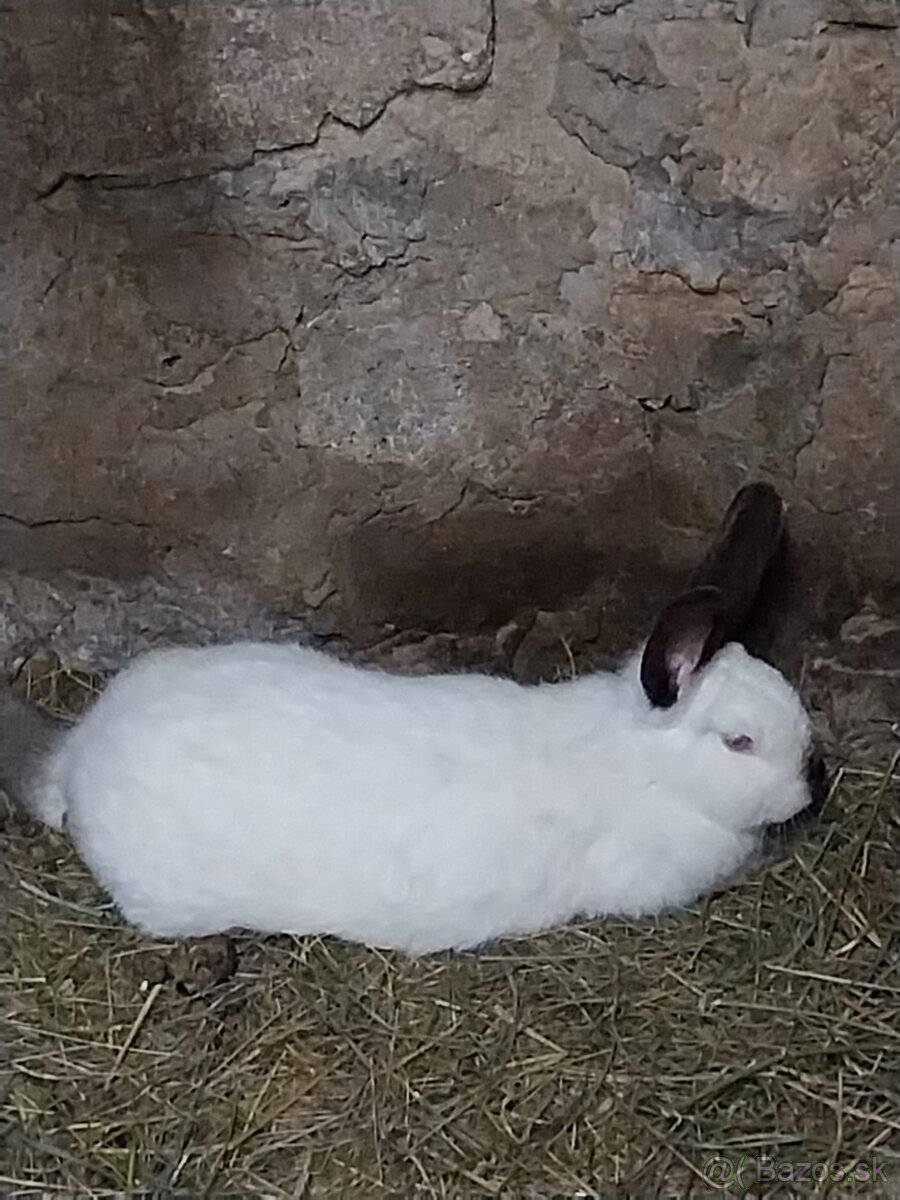 Predám kalifornského králika