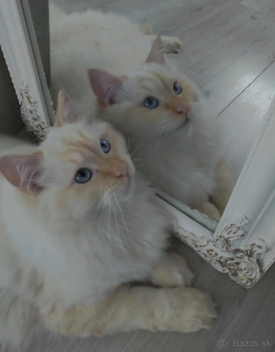 Dočasný domov pre Ragdoll