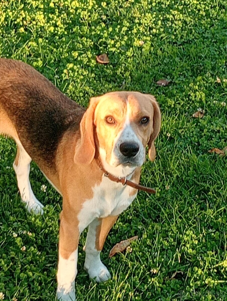 Darujem beagla-bígl juniora