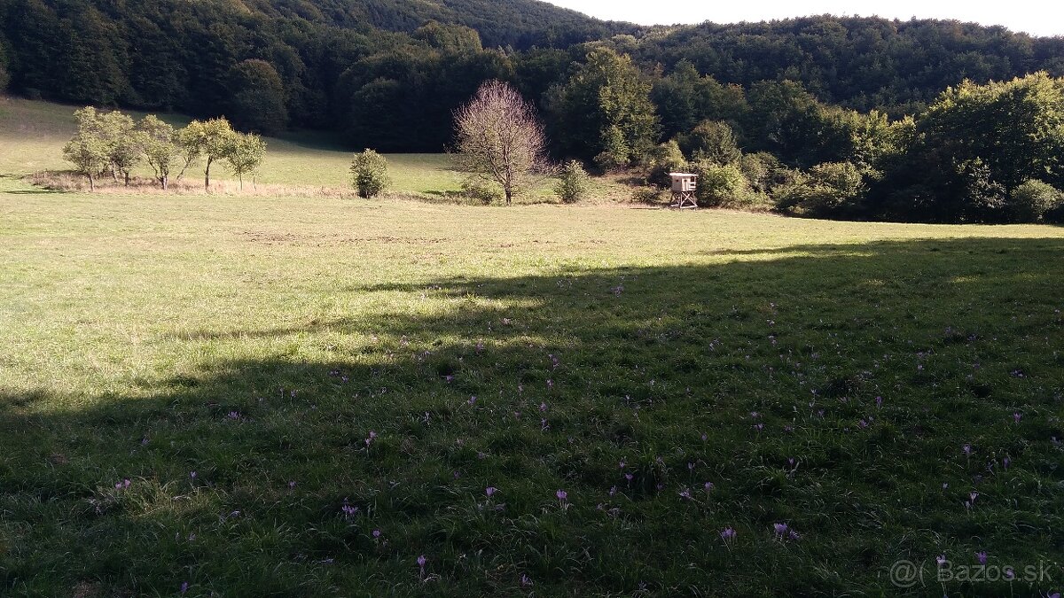 Pozemky (lesy, pasienky, lúky) v k.ú. Šípkov - predám.