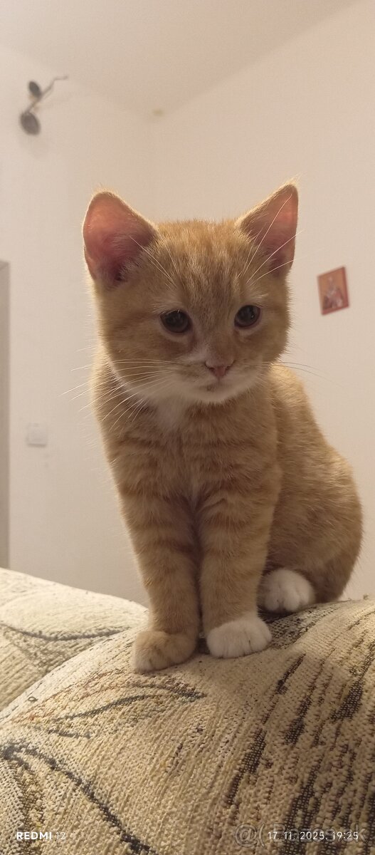 Darujem mačiatko  zadarmo.