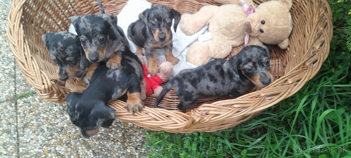 Jazvečíky krátkosrsté a merle