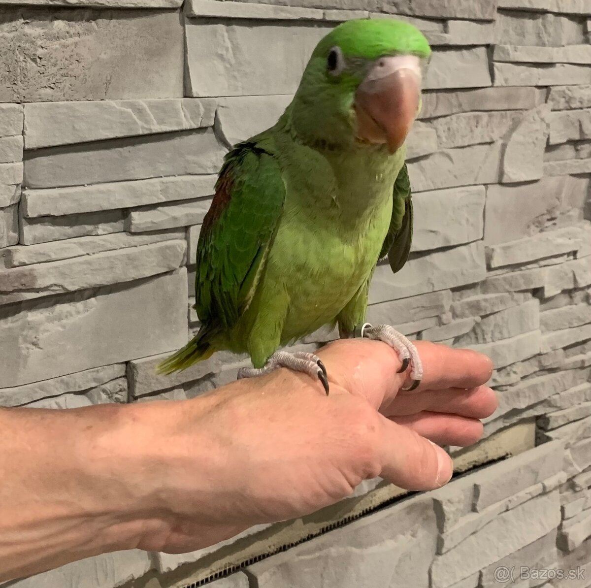 Alexander veľký ručne dokŕmený