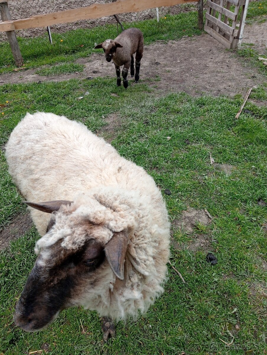 Predám ovečky