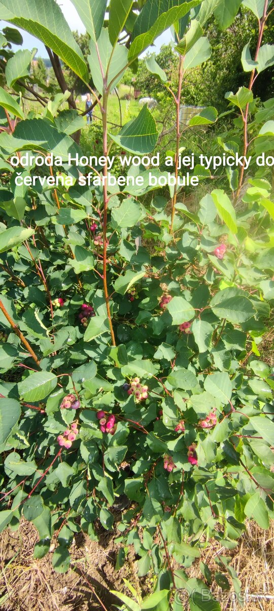 Muchovník - amelanchier - indianska čučoriedka