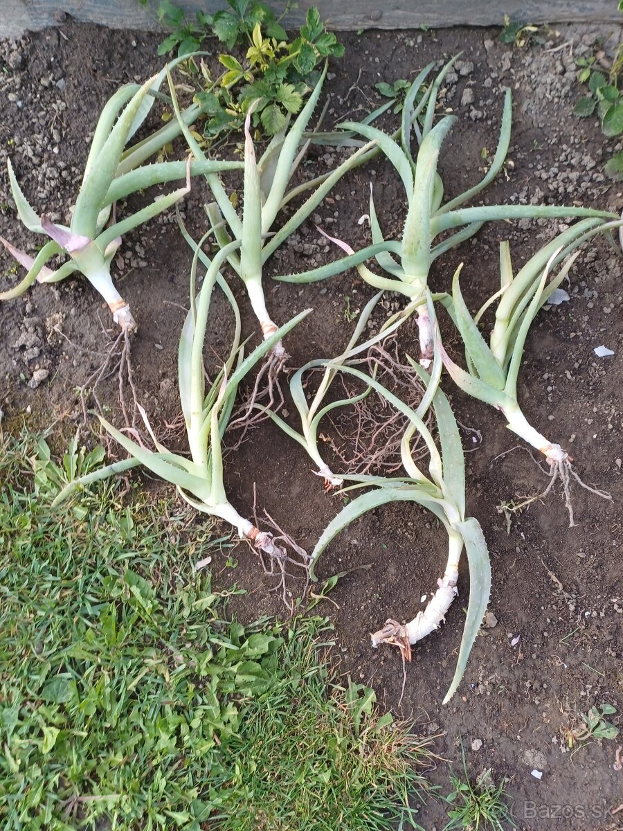 Aloe