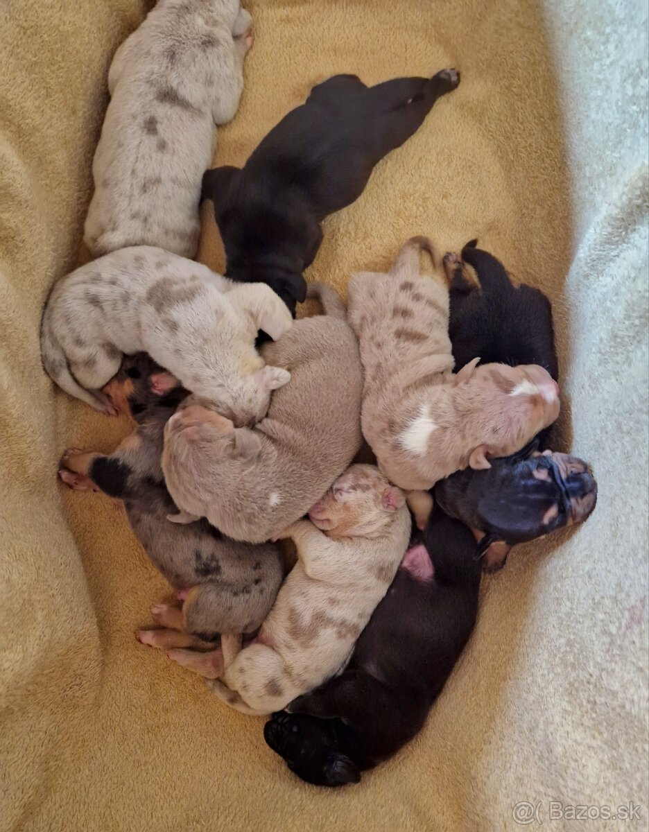 American Bully XL XXL
