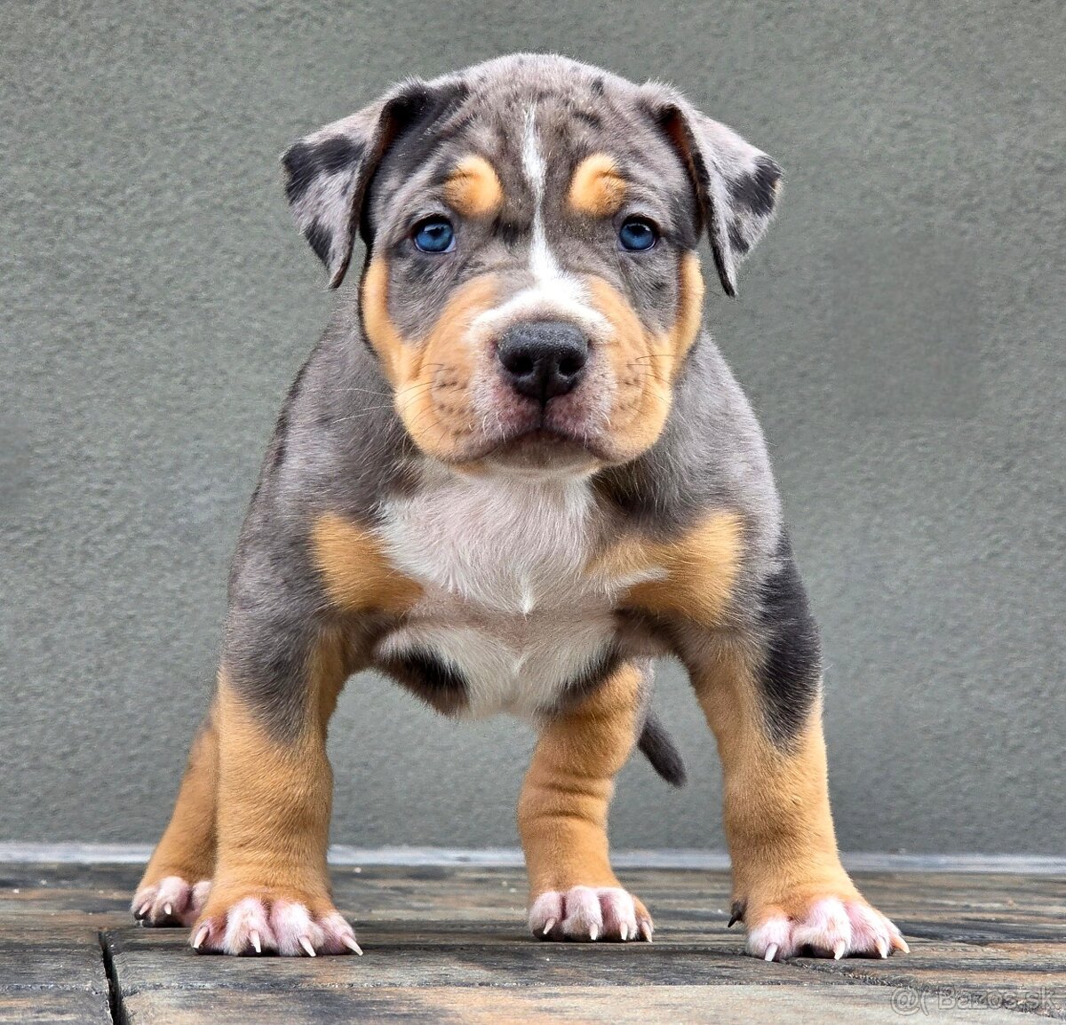 American Bully XL XXL