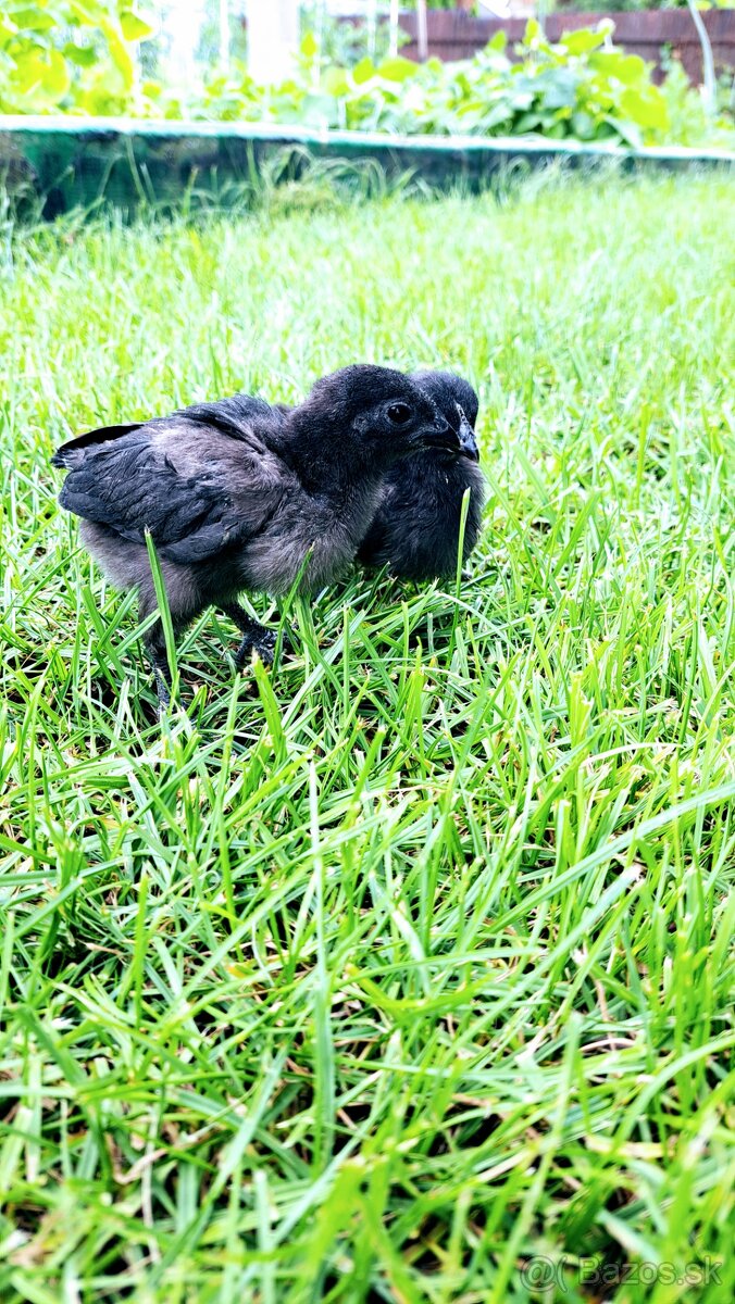 Ayam cemani kuriatka