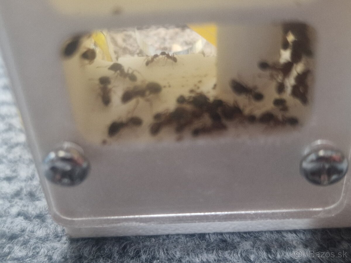 Pheidole Indica - Invazivný Druh