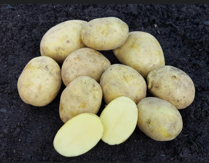 Predám domáce zemiaky Soraya