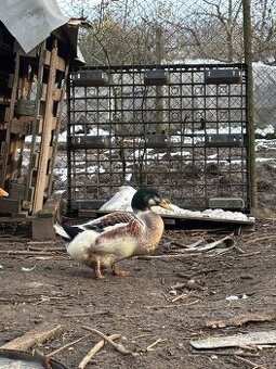 Predam kačky predaj