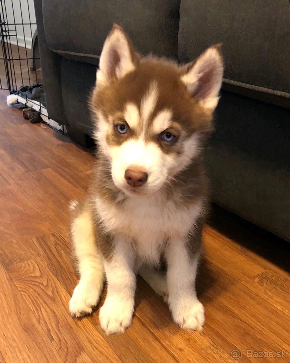 Sibirský husky Sučka s PP