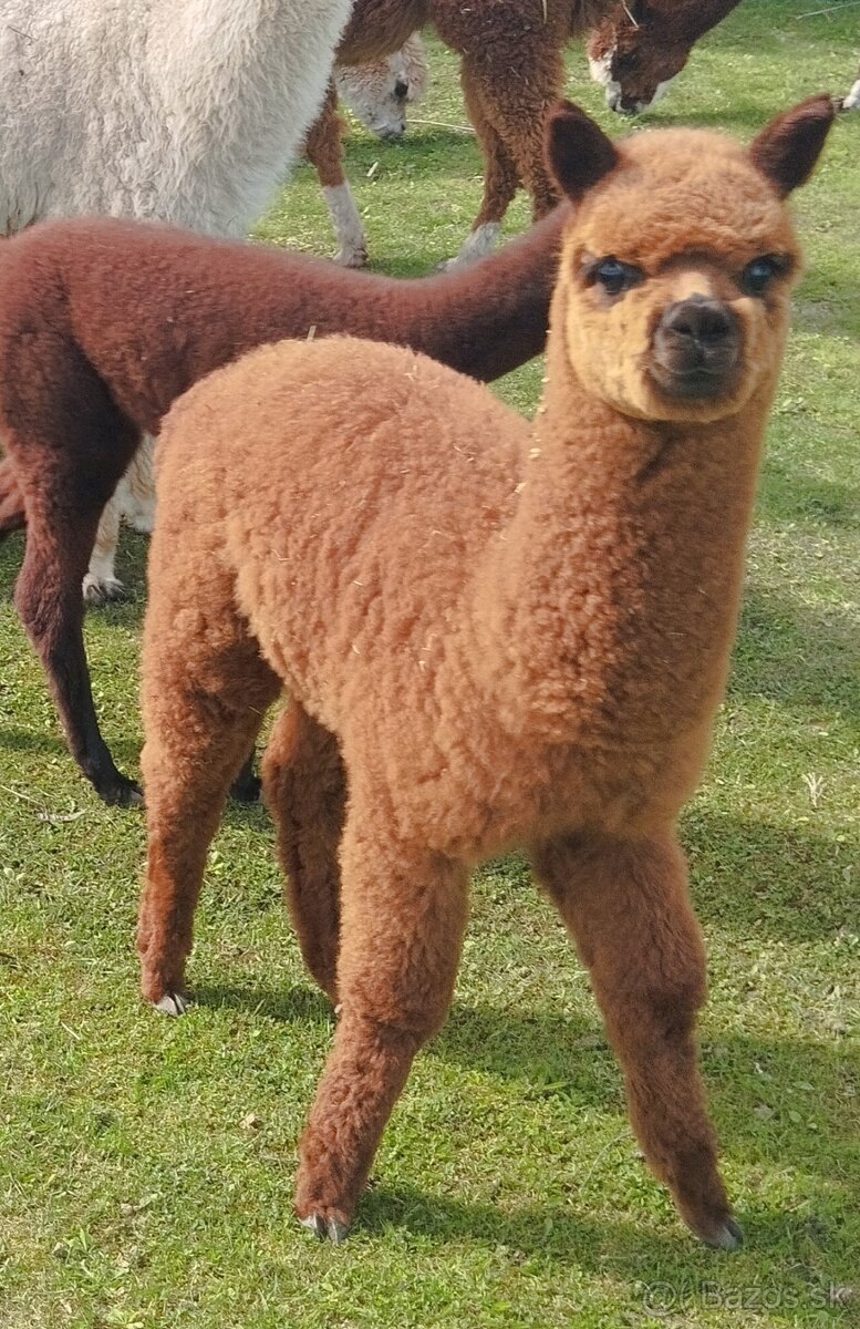 Lama alpaka