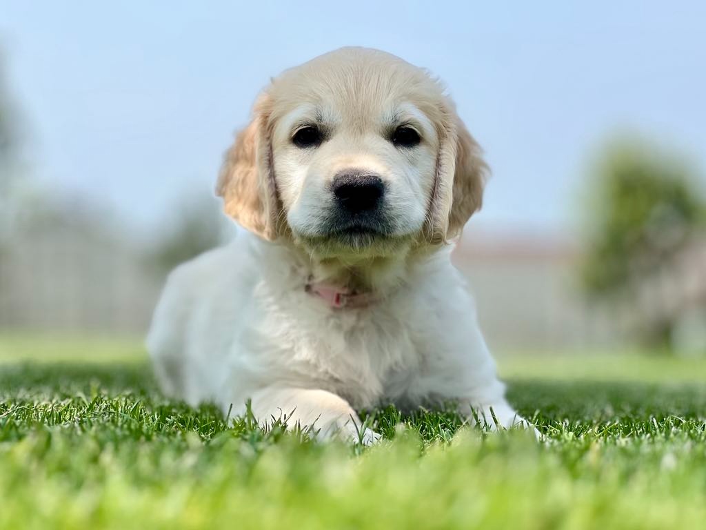 Zlatý retriever šteniatka s PP