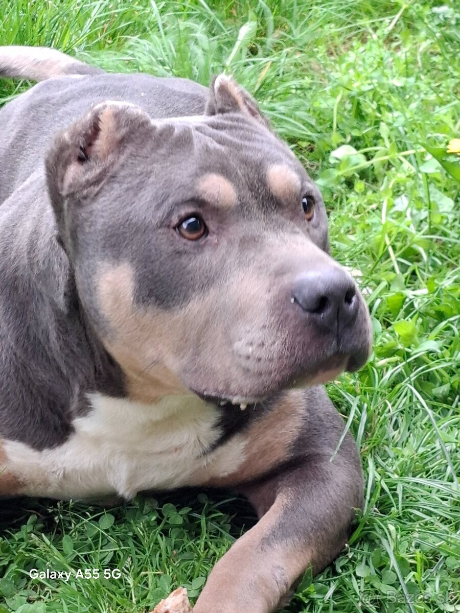 American bully-krytie