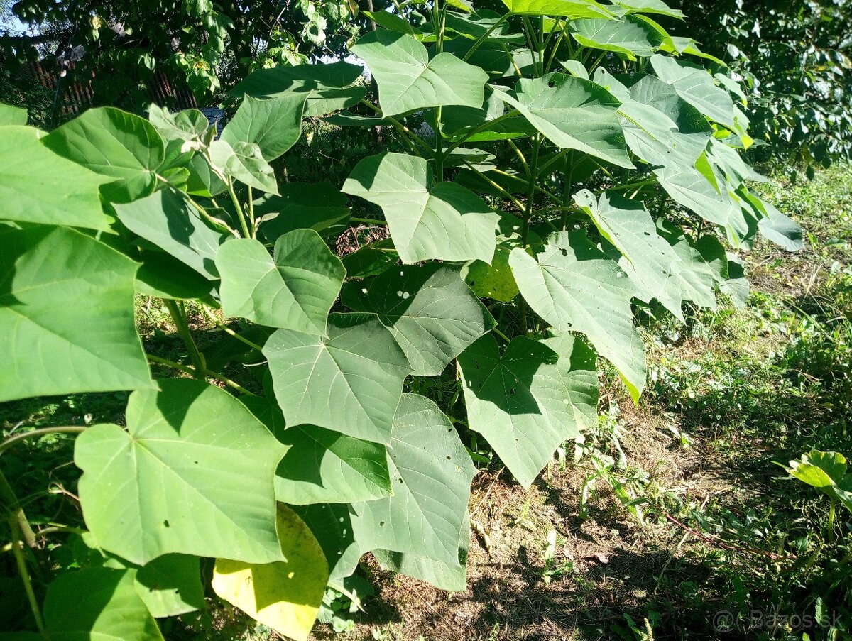 Predám Paulownia