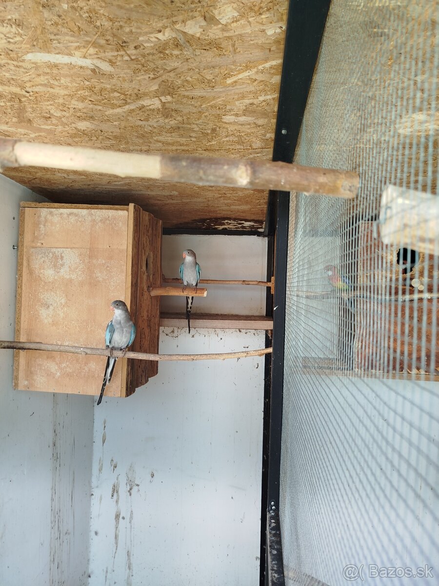 Papagaj alexandrin modrý