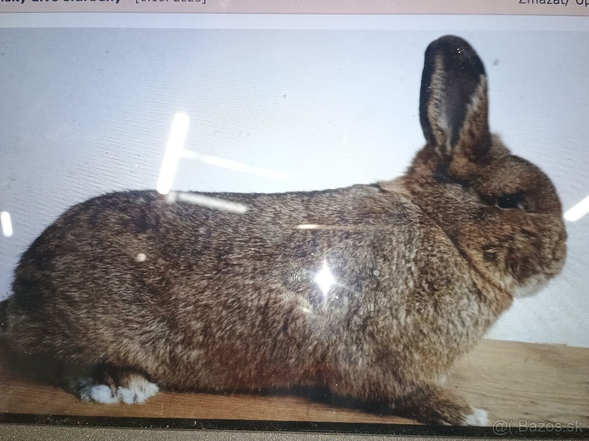 Viedenský divo sfarbený
