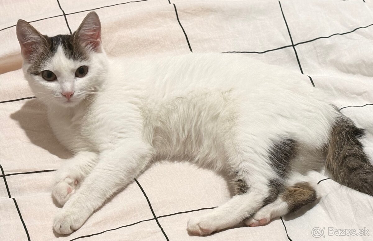 Darujem mačku do dobrých rúk