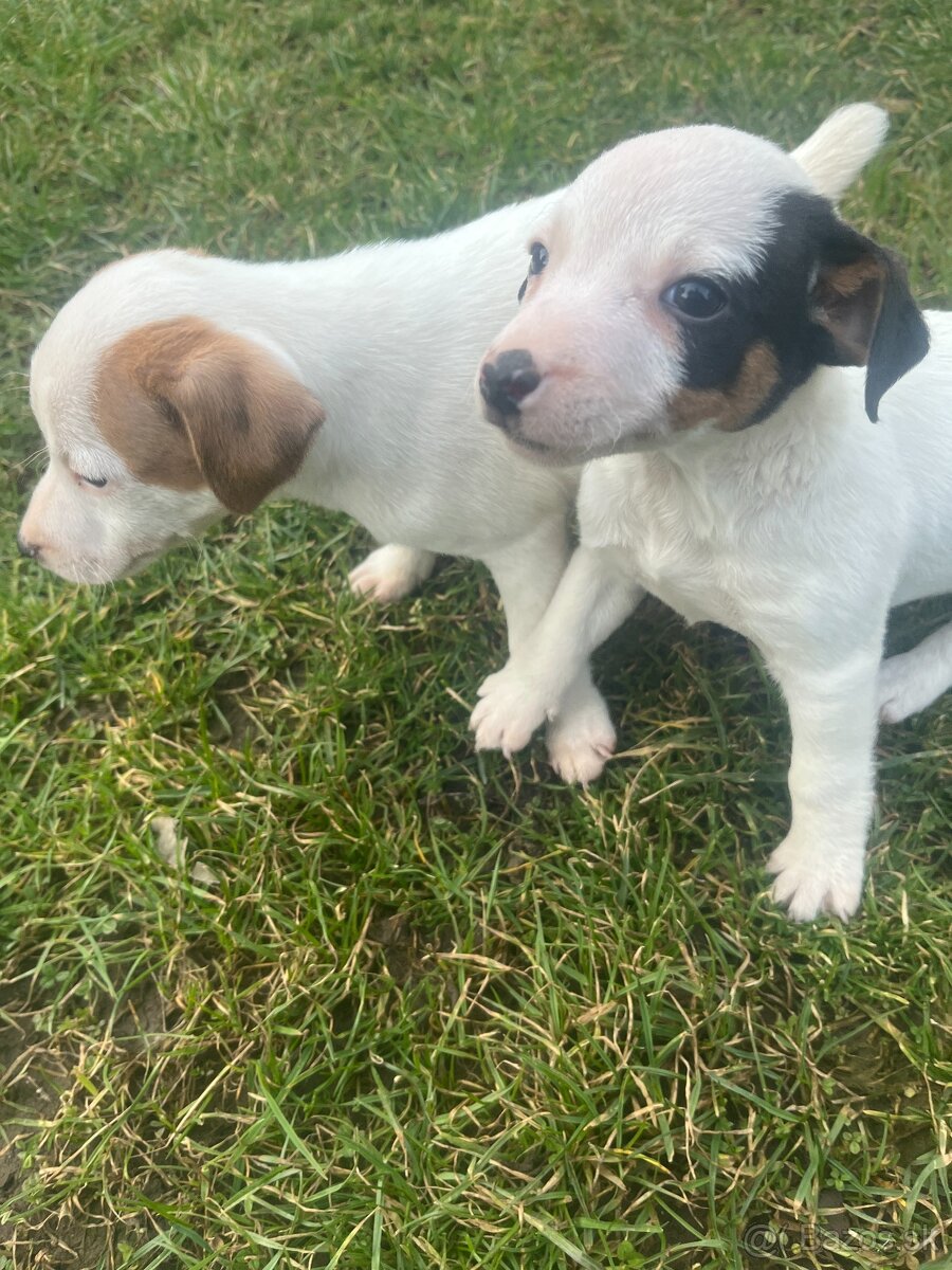 šteniatka Jack Russell teriér