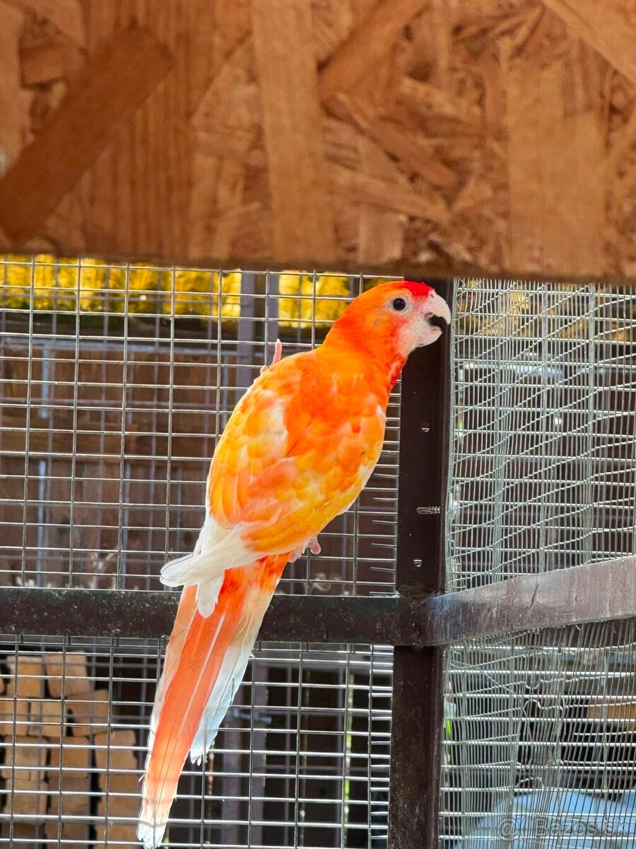 Rozela Penant