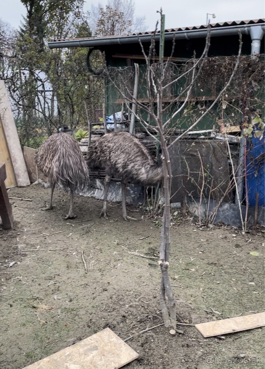 Emu hnedý