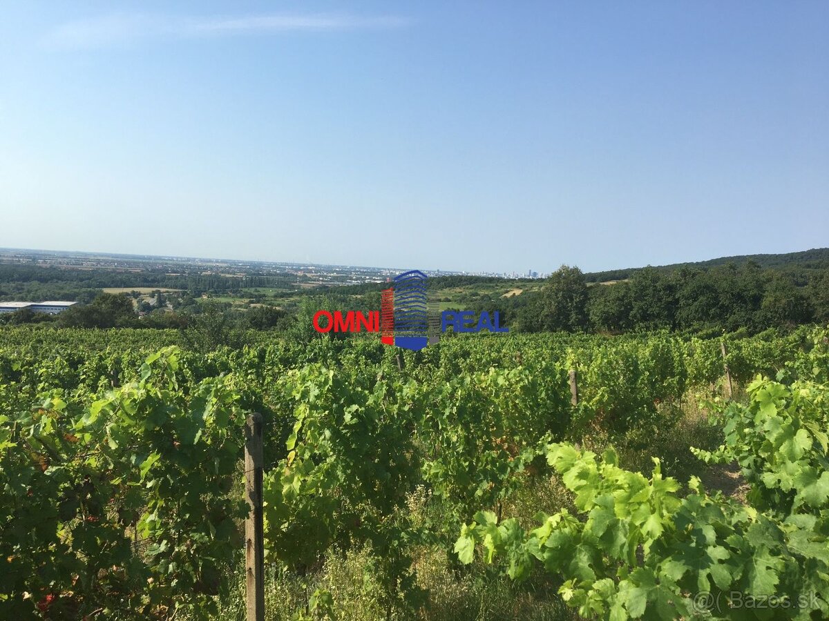 Obrábaný vinohrad Svätý Jur, smerom na Bratislavu, lokalita