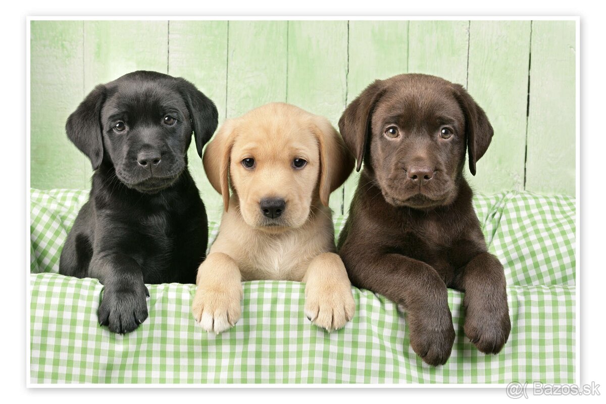 Kúpim šteniatko labradora