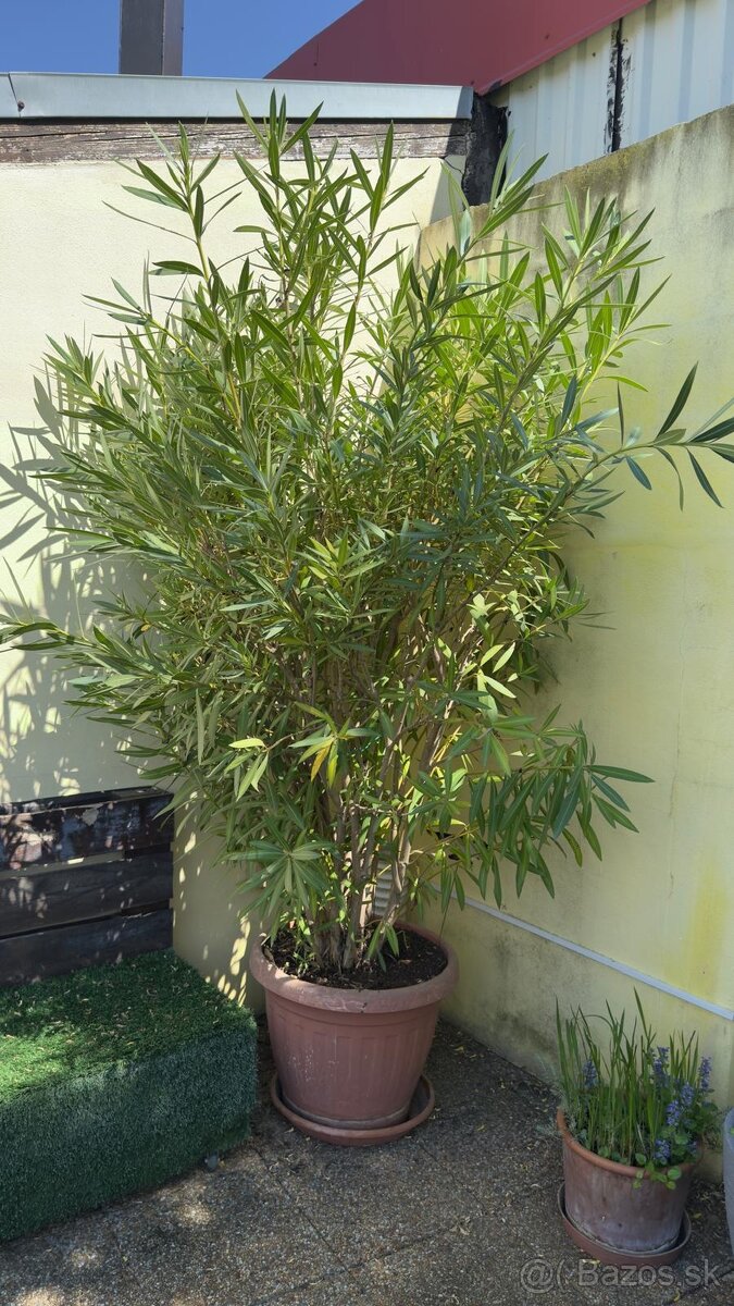 Oleander na kmienku - krása Stredomoria u Vás doma