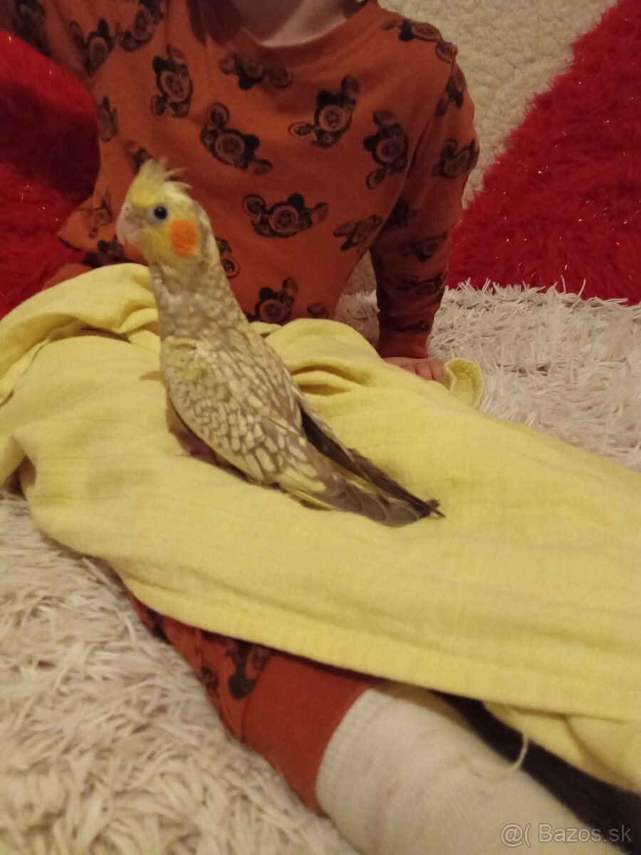 Ručne dokrmene korelky pár