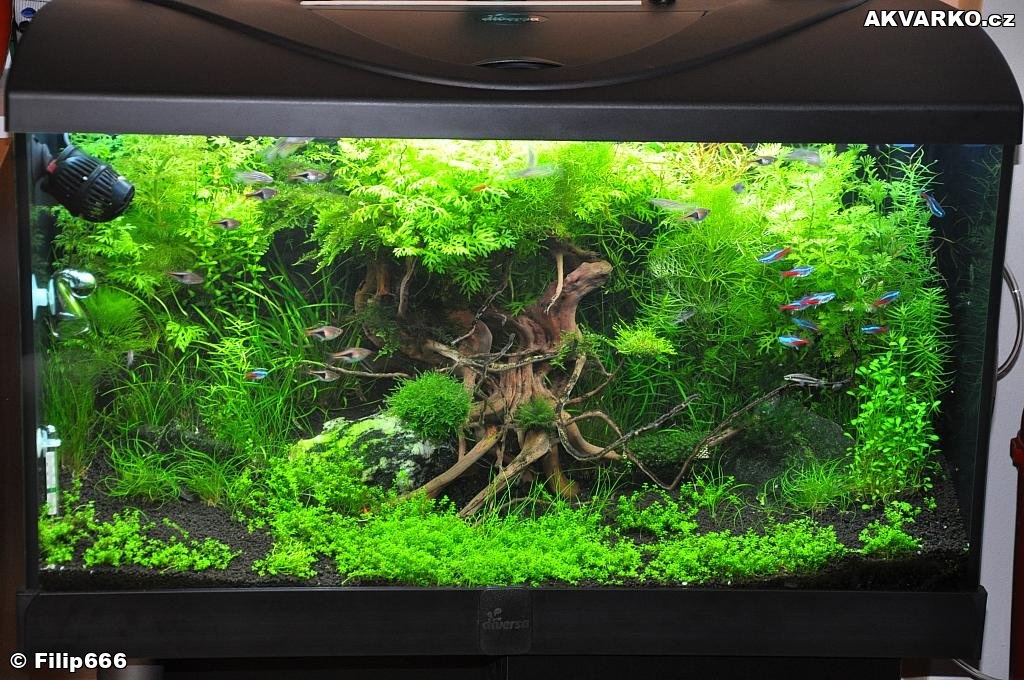 Diversa 126L