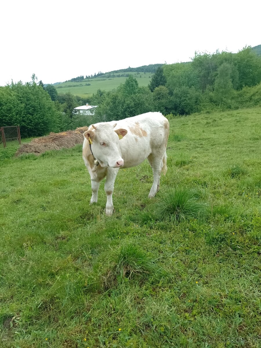 Predám jalovicu
