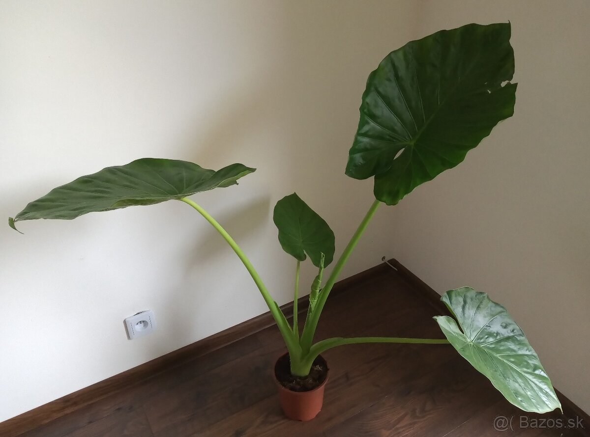 Alocasia macrorrhiza