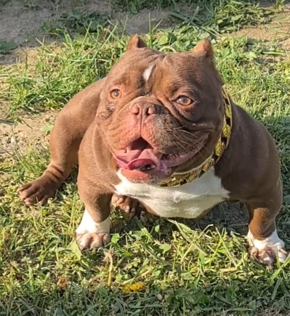 American bully micro fenka