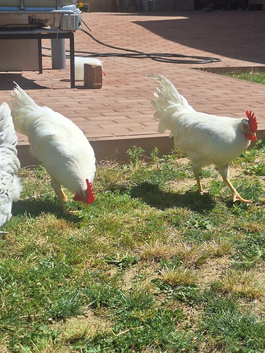 Kohuty leghorn, australorp