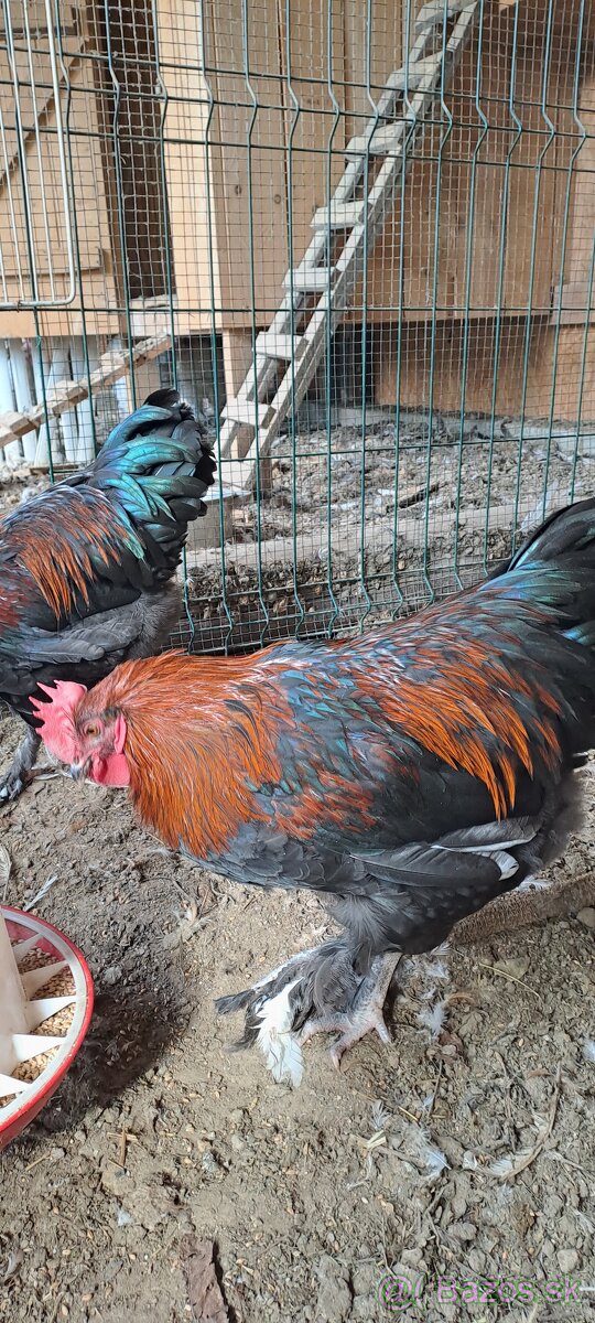 Marans