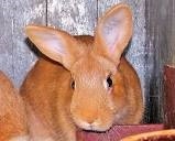 Burgunske/burgundsky čistokrvný králik/SAMCE/SAMICKY
